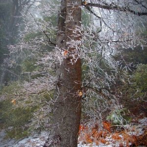 frozen oak xv.jpg