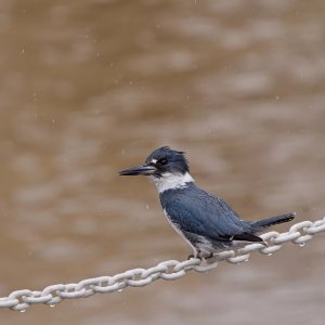 Reginald in the Light Rain.jpeg