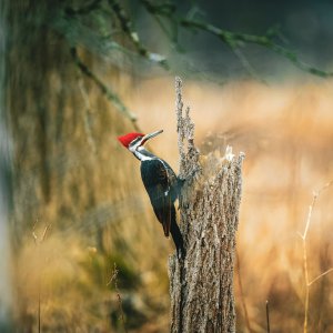 pileated-woodpecker-03-03-24-web.jpg