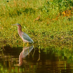 green-heron-0001-web.jpg