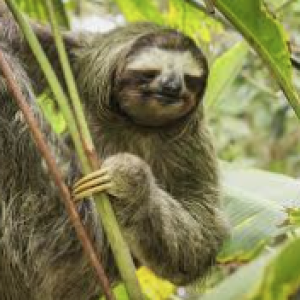 Sloth.png