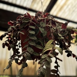 IMG_6004.jpeg