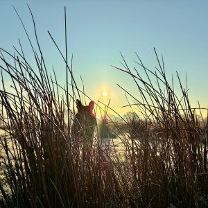 IMG_1234.jpeg