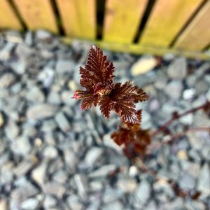 IMG_1486.jpeg