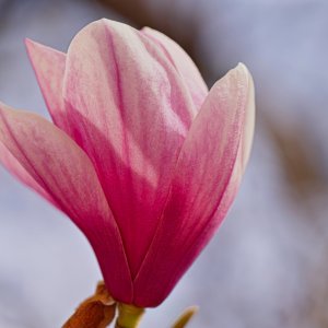 Tulip Magnolia in Bloom.jpeg