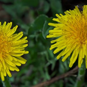 Dandelion Twins.jpeg