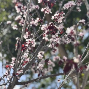 IMG_6344.jpeg