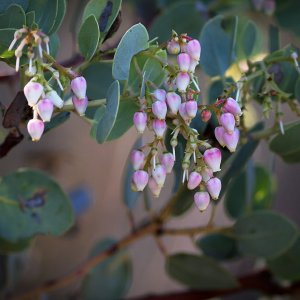 P1013956 manzanita xv.jpg