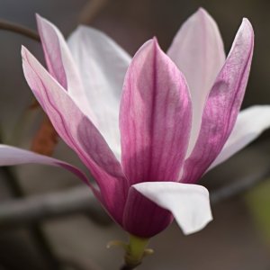 Graceful Tulip Magnolia.jpeg