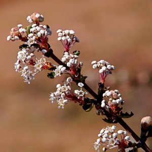 P1014065 buds & blossoms.jpg