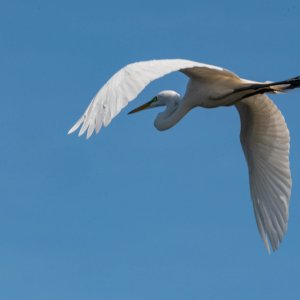 Wetlands March 2025 - 2500px-11.jpg