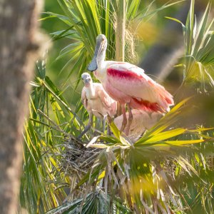 Wetlands March 2025 - 2500px-12.jpg