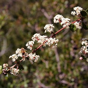 P1014071 new blossoms with bee xv.jpg