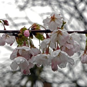Raindrops on Cherry Blossom.JPG