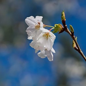 Cherry Blossoms.jpeg