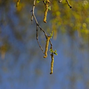 Silver Birch Catkins.JPG