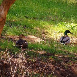 P4080149 mallard pair xv.jpg