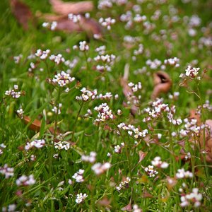 P1014043 many fakery flowers vert xv.jpg