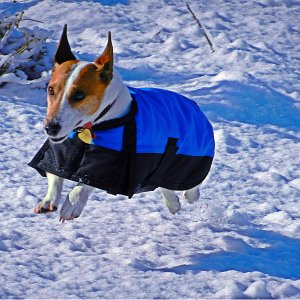 elmo-airs above snow copyx2.jpg