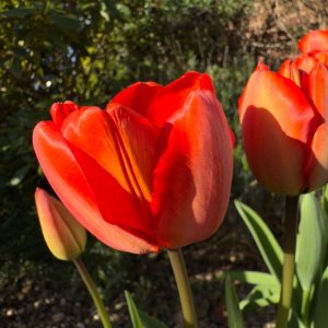 IMG_0016.jpeg