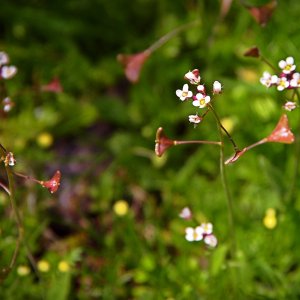 P1014046 faery flowers in the grass xv2.jpg