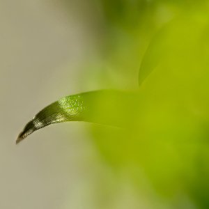 Enveloped in Green.jpeg