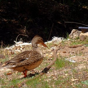 P4080133 mallard female x.jpg
