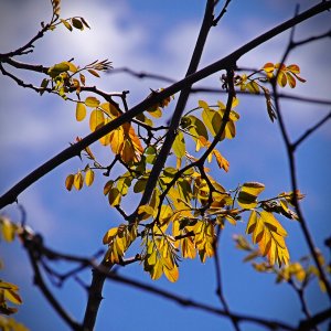 P1014033 new leaves backlit xvcrop2.jpg