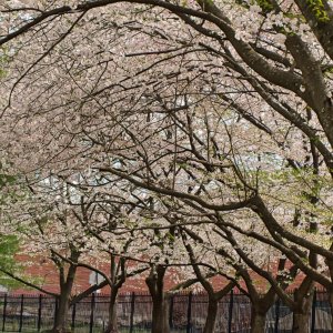 Cherry Blossom Trees in Full Bloom.jpeg