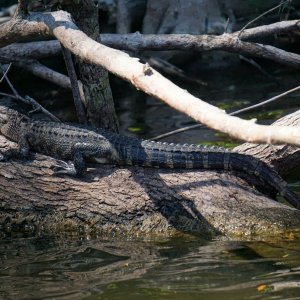 DeLeon Springs 2500px-9.jpg