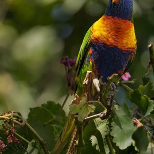 _7RV0005_Rainbow_Lorikeet.jpg