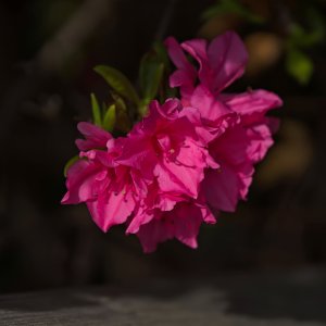 Pinkness.jpeg