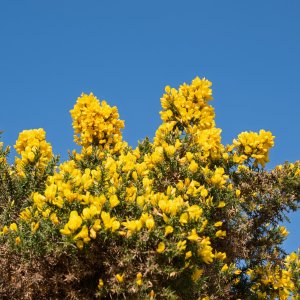 Gorse20240416.jpg