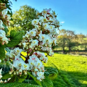 IMG_3672.jpeg