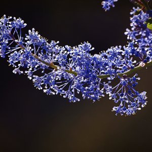 P1014131 cal mtn lilac xv2.jpg
