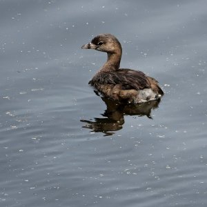 PIed-Billed Grebe.jpeg