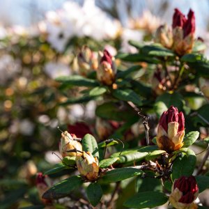 Rhododendron20240416.jpg