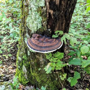 Shroom.jpg