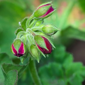 New Flowers on the Way.jpeg