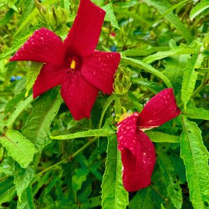 IMG_3661.jpeg