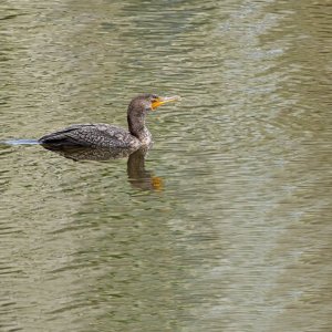 First Cormorant Sighting of the Season.jpeg