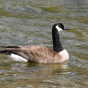 DSC_0104a.jpg