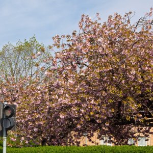 MossparkDr20250425.jpg