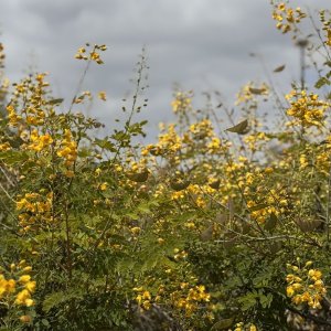 IMG_6638.jpeg