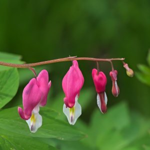 Bleeding Hearts.jpeg