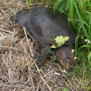 Everglades NP -2500px-22.jpg