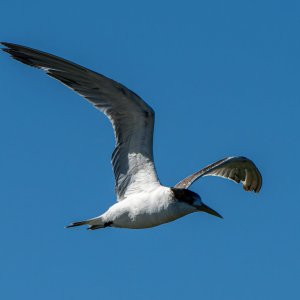 _7RV0193_Crested_Tern_3.jpg