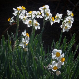 new daffodils in morning sun xv 3.jpg
