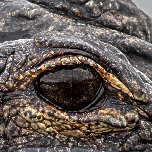 Gator eye.jpg