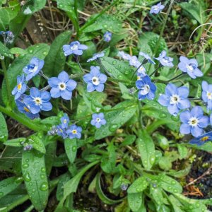 ForgetMeNot20250427.jpg